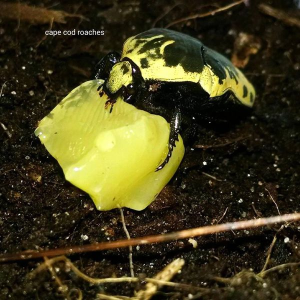 X. SOLD OUT X. Harlequin Flower Beetle