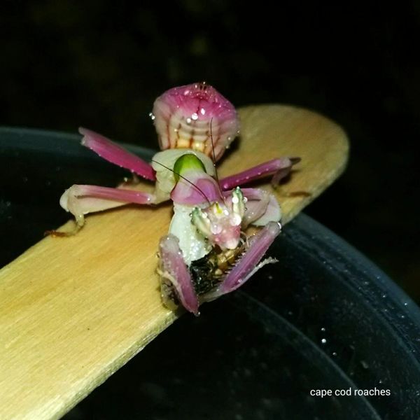 X. SOLD OUT X. Orchid Mantis