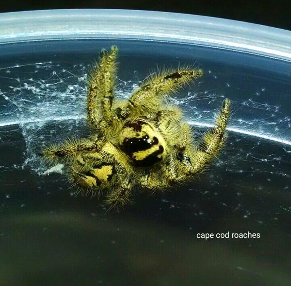 X. SOLD OUT X. Hyllus giganteus - Jumping Spider RARE