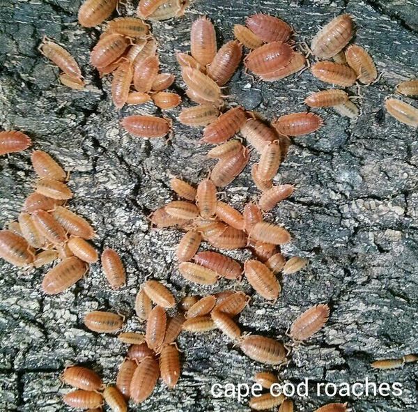 Giant Orange Isopods