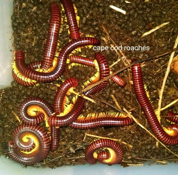 X. SOLD OUT X. Flameleg Millipede