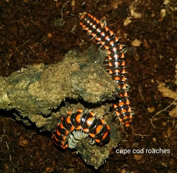 Euryurus leachii Flat Millipede