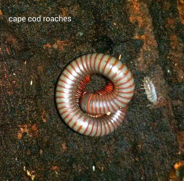 X. SOLD OUT X. Thai Rainbow Millipede