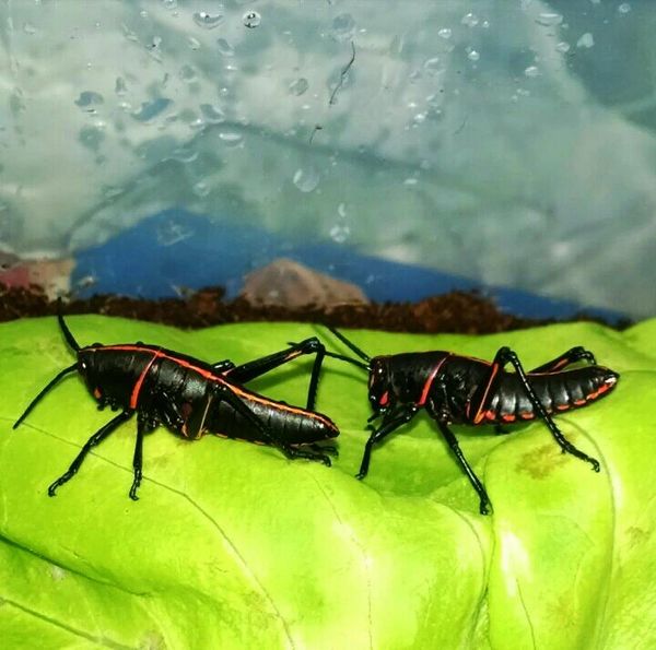 Eastern Lubber Grasshopper 'black'