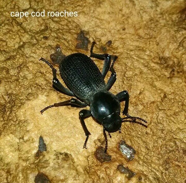 Black Death Feigning Beetle