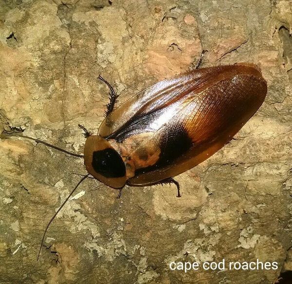 Dusky Cave Roaches