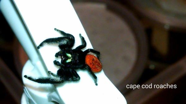 Johnson Jumping Spider - slings