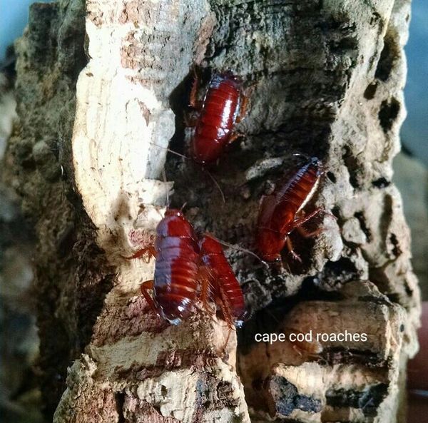 Red Goblin Roaches