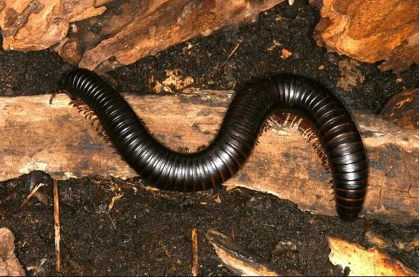 X. SOLD OUT X. African Giant Black Millipede (AGBs)