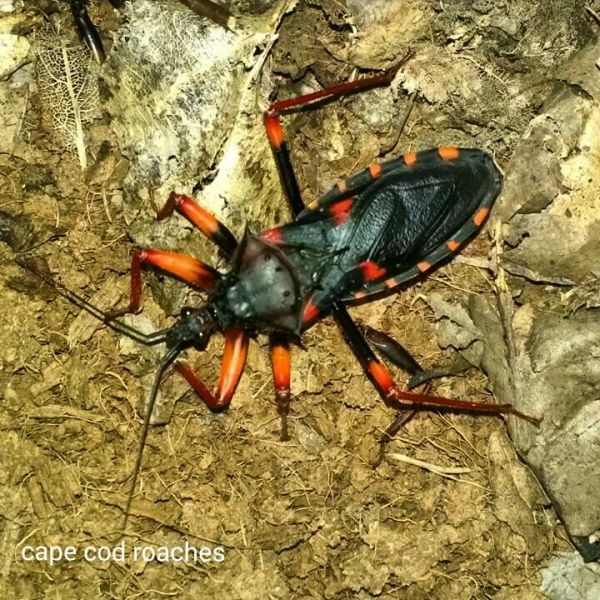 Horrid King Assassin Bug | Roaches for sale | Cape Cod Roaches- dubia