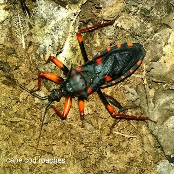 Horrid King Assassin Bug