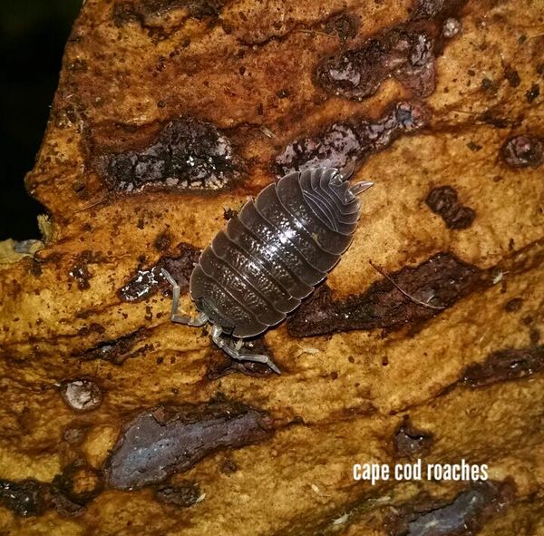 Giant Canyon Isopods