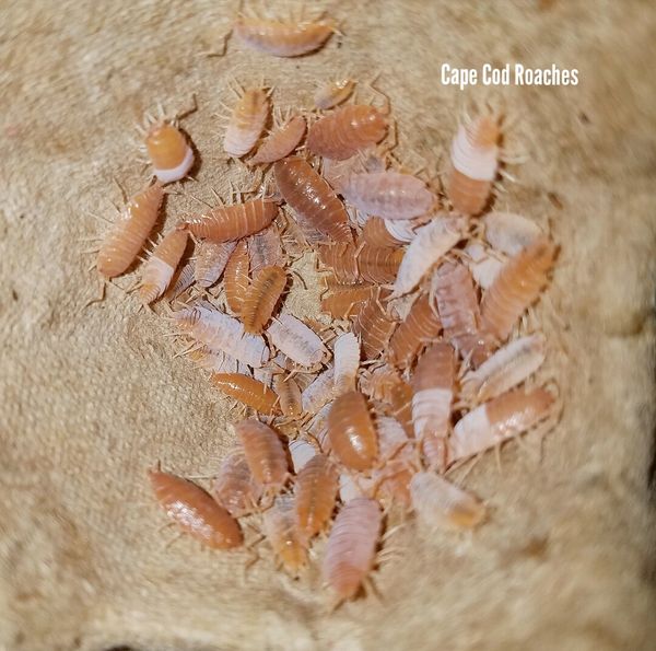 Porcellionides pruinosus 'Orange' - Powdery Orange Isopods