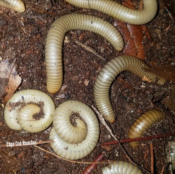 Millipedes for Sale | Roaches for sale | Cape Cod Roaches- dubia ...