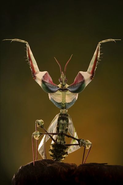 X. SOLD OUT X. Devil Flower Mantis