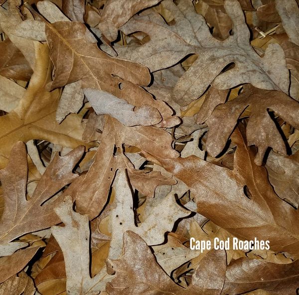 Deciduous Hardwood Oak & Maple Leaves