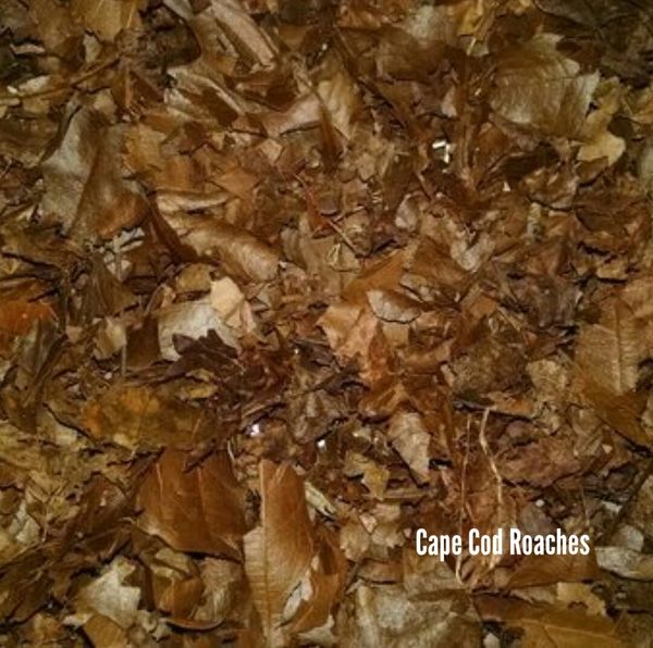 Deciduous Hardwood Crushed Leaves