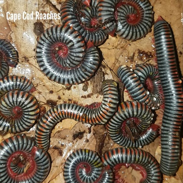 X. SOLD OUT X. Vietnamese Rainbow Millipedes