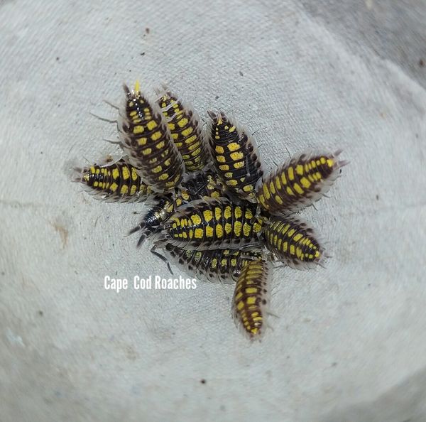 X. SOLD OUT X. Porcellio haasi