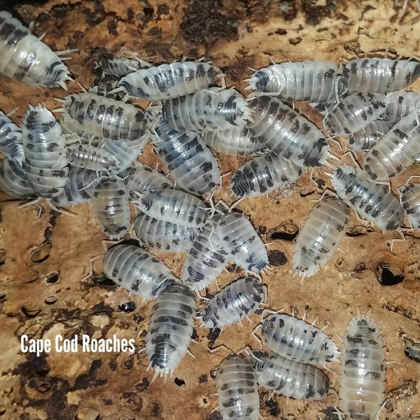 Dairy Cow Isopods