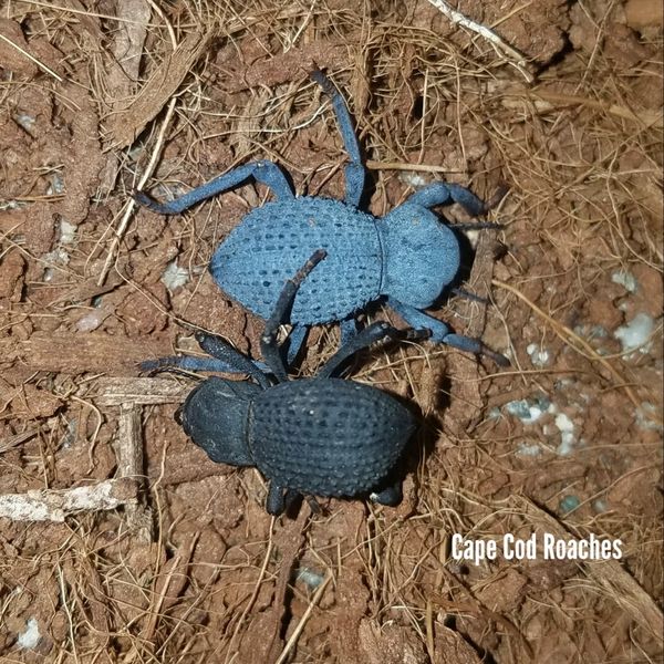 Blue Death Feigning Beetle