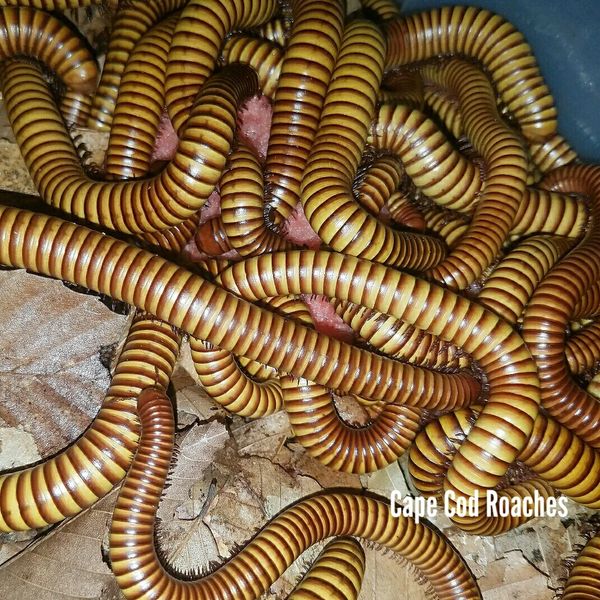 X. SOLD OUT X. Desert Gold Millipede