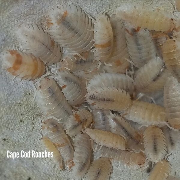 Orange Dalmatian Isopods Roaches for sale Cape Cod