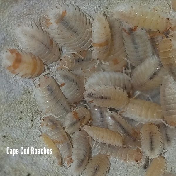 Orange Dalmatian Isopods