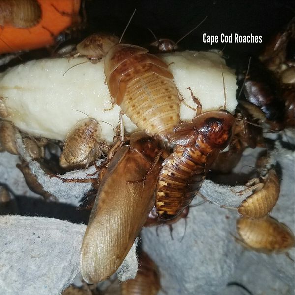 Dubia Roaches Gold Wing Dubia Roaches For Sale Cape Cod