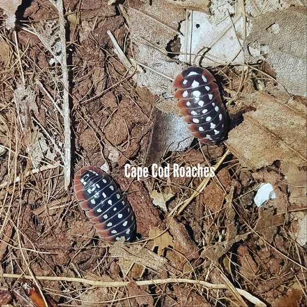 Armadillidium klugii 'Dubrovnik'