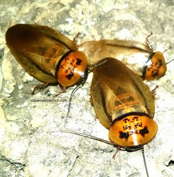 Orange Head Roaches