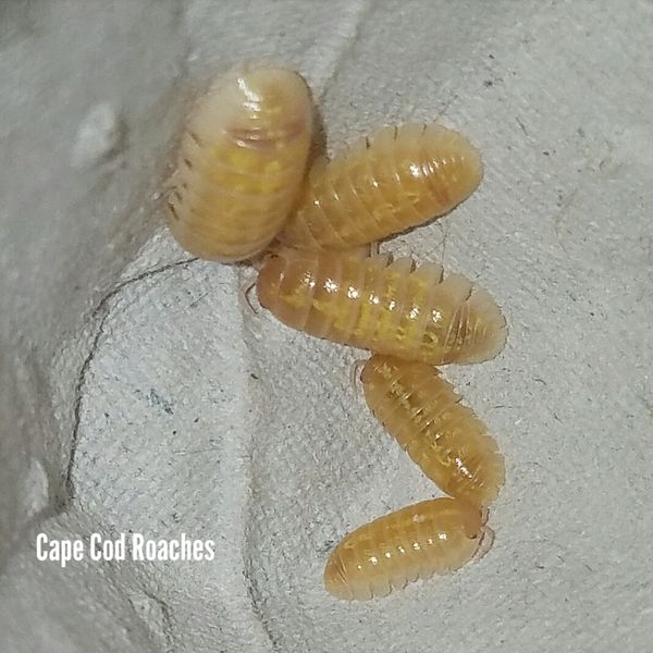 Albino Roly-Poly