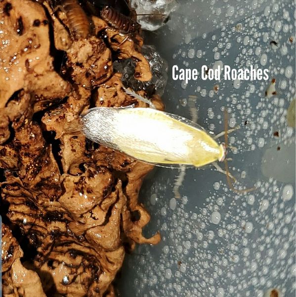 Banana Roaches - Yellow | Roaches for sale | Cape Cod Roaches- dubia ...