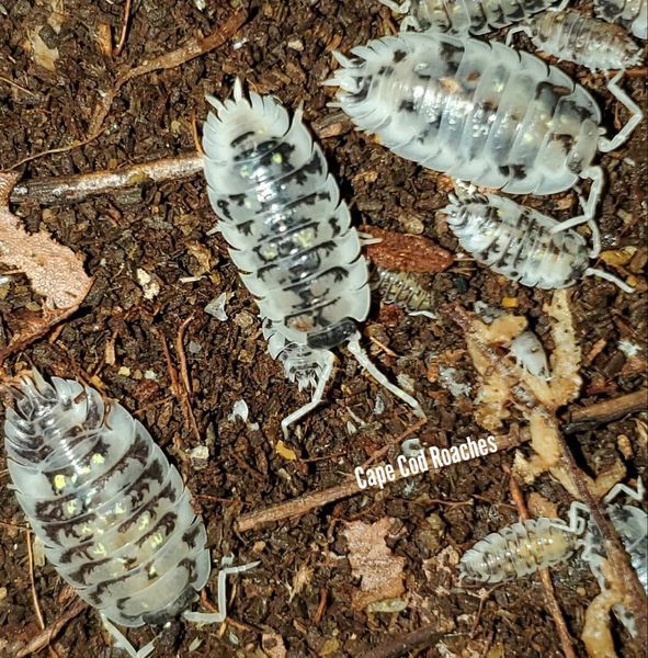 Oniscus asellus 'Mardi Gras Dalmatian' Isopods