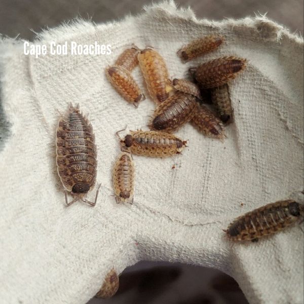 X. SOLD OUT X. Porcellio spinicornis - Brickwork Isopods
