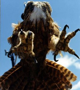 hawk diving with talons out, at the viewer, from the sky