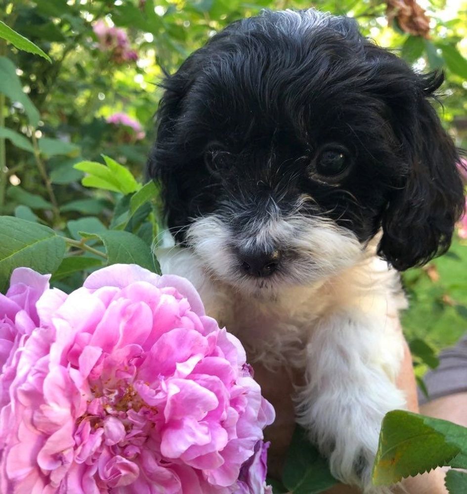 Puppy Willow Cavapoo And Cockapoo