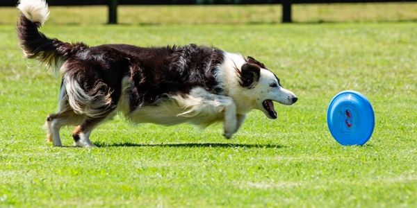 Close picture of a dog