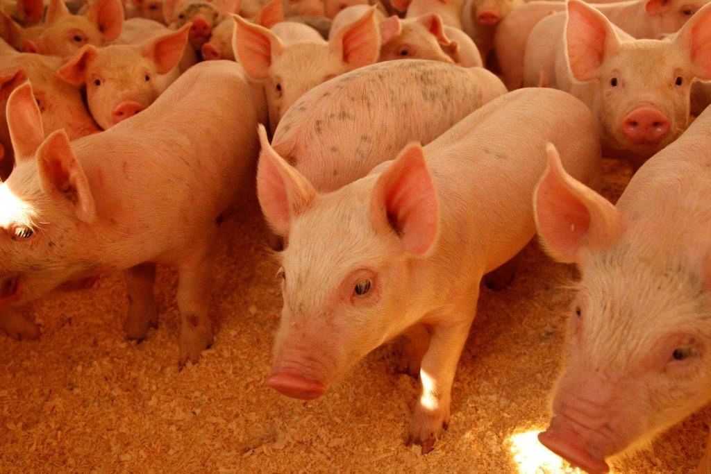 Contact Us Lantz Enterprises