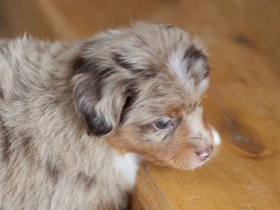 Puppy Training in Utah
Toy Australian Shepherd Puppy in Utah
Miniature Australian Shepherd in Utah