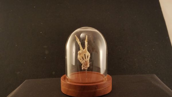 Real Peace Sign Opossum Possum Articulated Hand Foot Paw Skull Skeleton Taxidermy Bone For Sale Gag