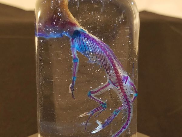 Diaphonized pinky mouse preserved oddities taxidermy skeleton cleared ...