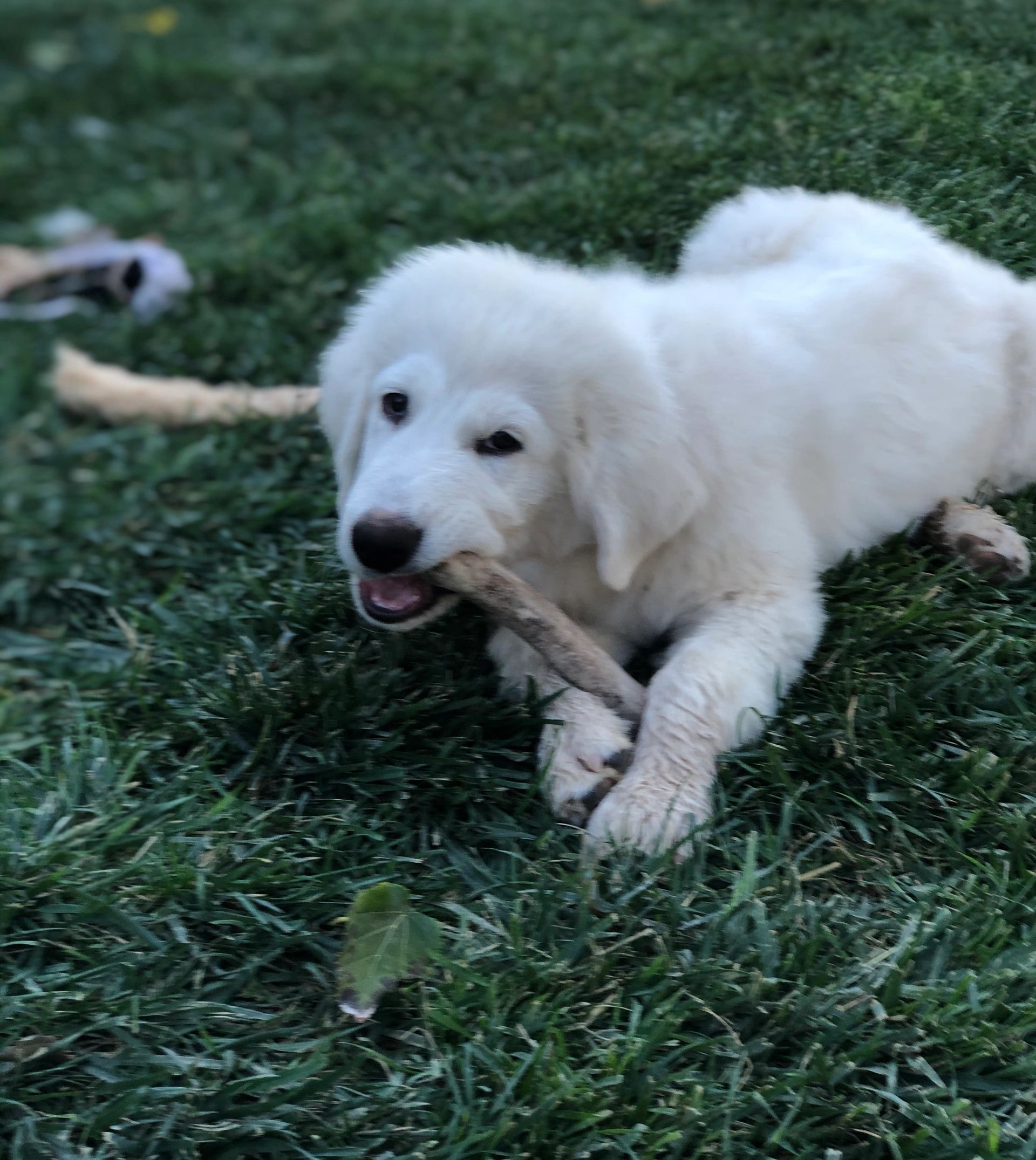 how many puppies are born in a maremmano abruzzese sheepdog litter