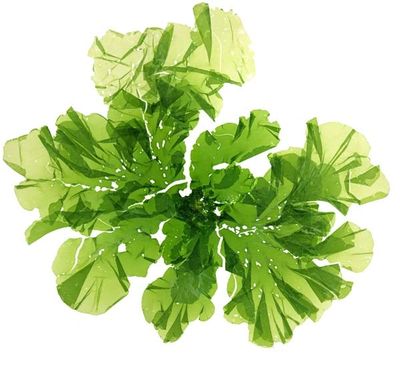 seaweed