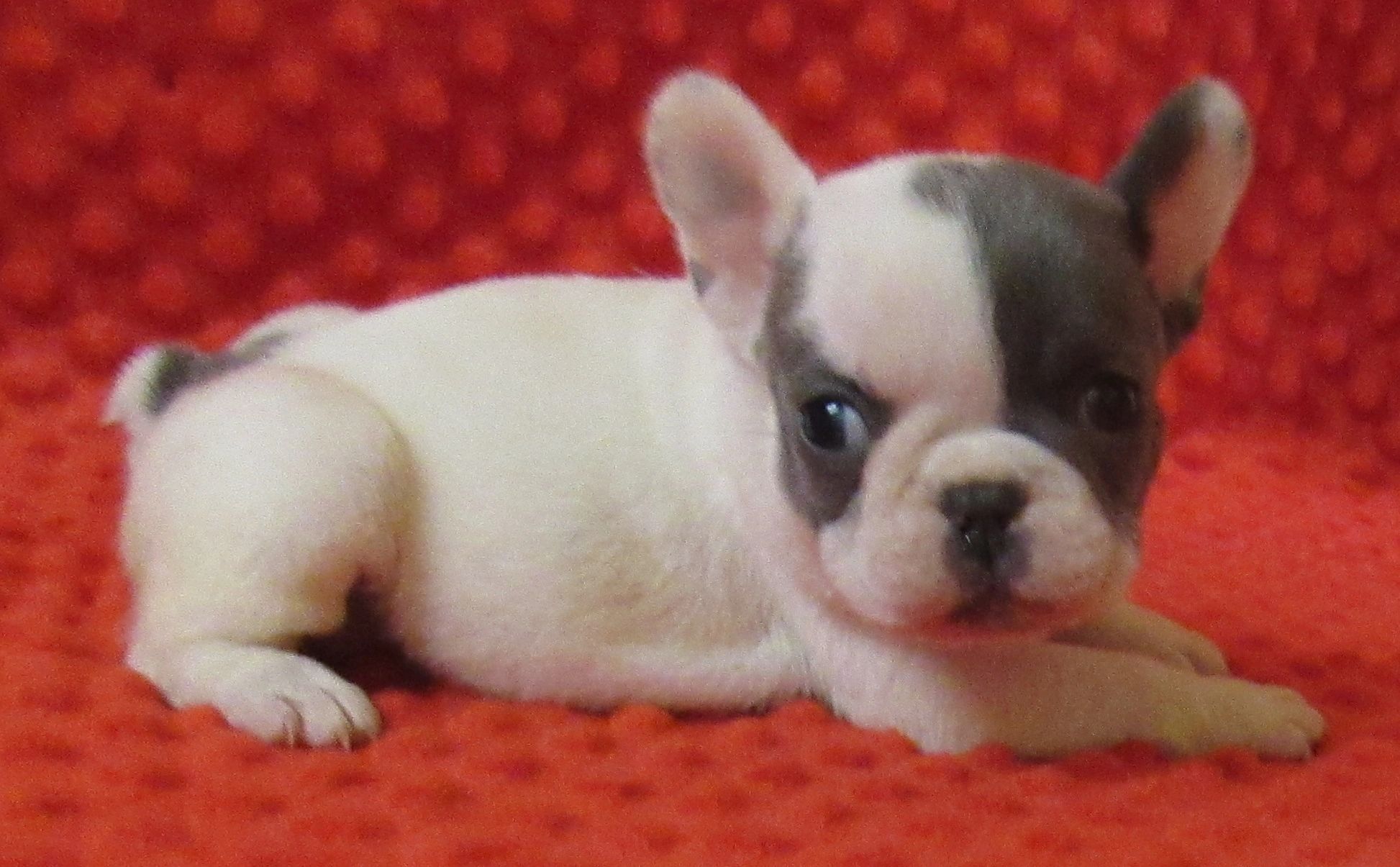 french-bulldogs