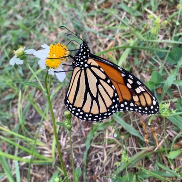 monarch butterfly on flower