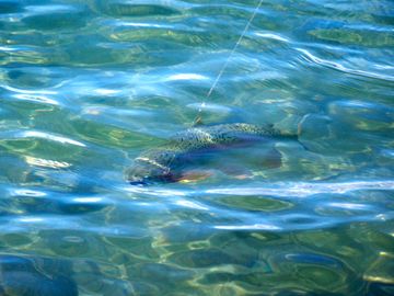 Rainbow trout in some super clear water