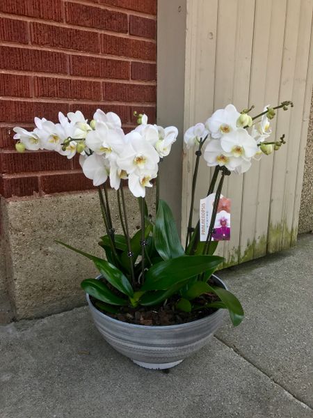 Orchid Bowl Planter | Coopersville Harmony Floral