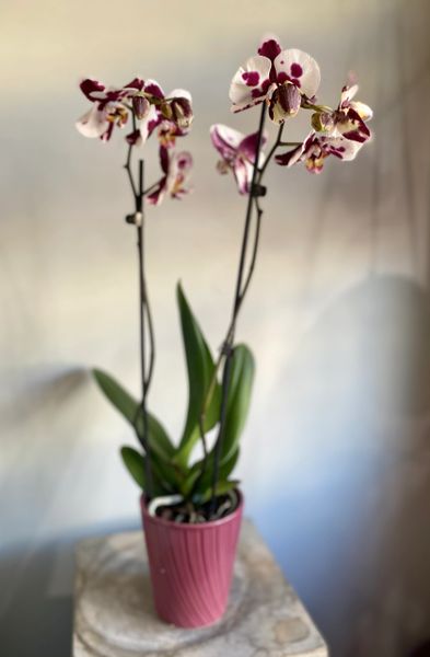 Potted double stem orchid in Teaneck, NJ