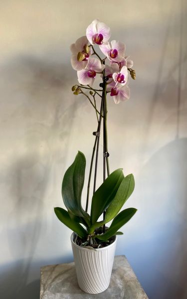 Potted double stem orchid in Teaneck, NJ